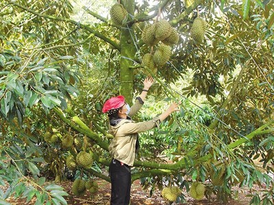 Nhiều cây chủ lực ở Tây Nguyên, trong đó có cây sầu riêng gặp khó khăn về đầu ra. Ảnh: Phan Tuấn