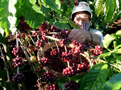 Cổ đông nhỏ chỉ nắm chưa đầy 3% vốn của CFV