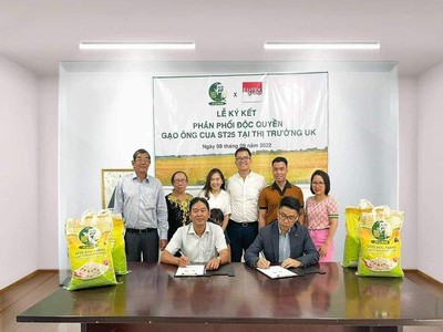 Gạo ST25 được phân phối chính thức tại thị trường Anh