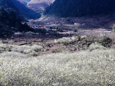 Mùa hoa mận tại Mộc Châu có sức hút rất lớn với khách du lịch. (Ảnh: Vietnam+).