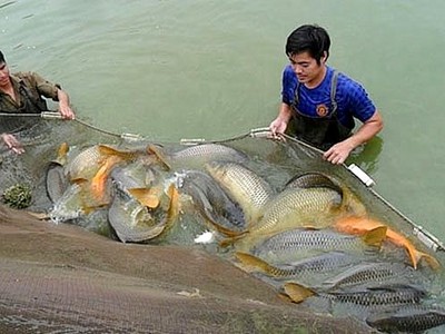 Theo Sở Nông nghiệp và Phát triển nông thôn Hà Nội, 9 tháng đầu năm 2022, tổng sản lượng thủy sản đạt 86,3 nghìn tấn, tăng 2,7% so với cùng kỳ năm trước.