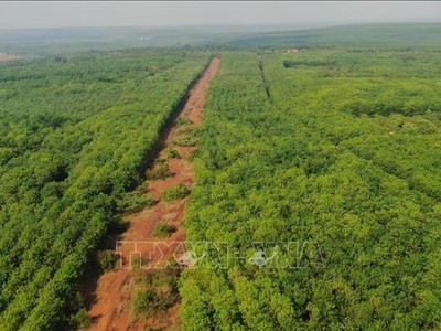 Đường băng còn sót lại của sân bay Hớn Quản. Ảnh: Sỹ Tuyên - TTXVN.