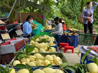 Đặc sản Xoài Cao Lãnh- Đồng Tháp đã và đang được khách hàng tín nhiệm cao