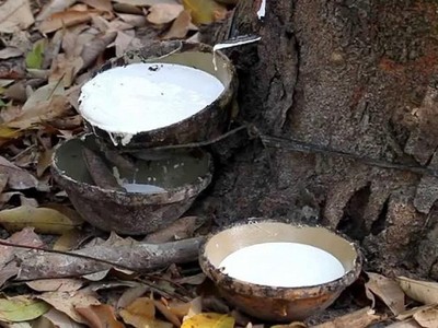 Lợi nhuận doanh nghiệp cao su đi xuống