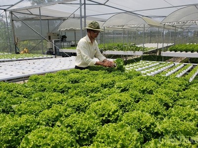 Đà Nẵng xây dựng phương án giải thể các hợp tác xã không còn hoạt động trong giai đoạn 2021¬2023.