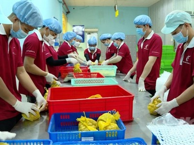 Sau 6 năm đàm phán, nhãn tươi của Việt Nam đã được phía Nhật Bản nhập khẩu.