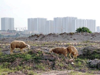 Đất đai là lĩnh vực rất phức tạp. Ảnh: Dũng Minh 