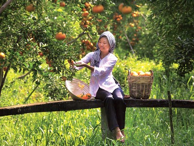 Chuyện ở vườn