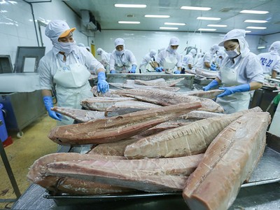 Kết thúc năm 2022, lần đầu tiên cá ngừ trở thành ngành hàng xuất khẩu giá trị tỷ USD.