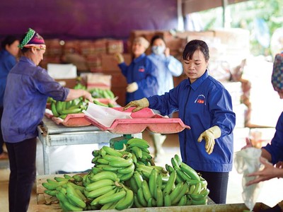 Xuất khẩu chuối đạt mức tăng trưởng khá cao trong năm qua. Ảnh: Đức Thanh