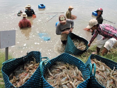 2 tháng đầu năm 2023, xuất khẩu tôm giảm 37% so với cùng kỳ năm trước.