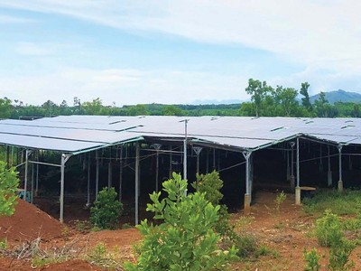 Hệ thống điện mặt trời “mọc” lên trên khu đất mà HTX Nông nghiệp Mỹ Tân An được tỉnh Quảng Nam giao để thực hiện đầu tư xây dựng trang trại sản xuất nông, lâm nghiệp.