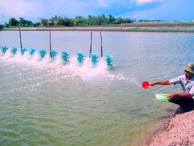 Để ngành tôm vùng ĐBSCL phát triển bền vững 