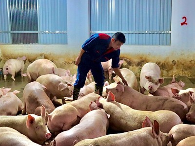 Trang trại heo của ông Phương