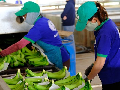 Xuất khẩu chuối sang Trung Quốc thuận lợi hơn vì 2 bên đã ký kết Nghị định thư.
