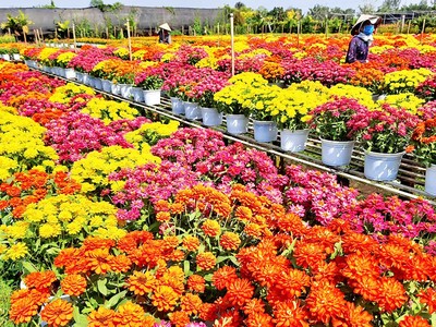 Đồng bằng sông Cửu Long vào mùa cao điểm du lịch hè 