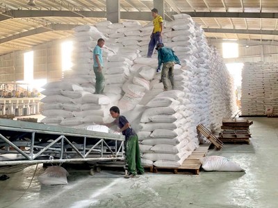 Bốc xếp tinh bột sắn tại Công ty An Phát.