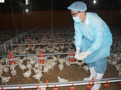 Doanh nghiệp chăn nuôi khó khăn đủ đường 