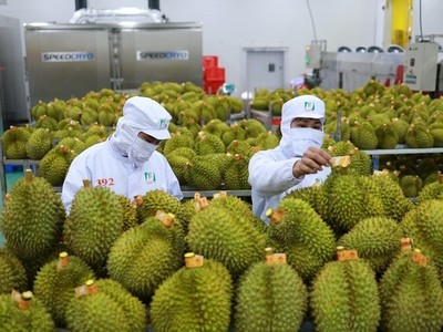 Rau quả là một trong những mặt hàng có sự tăng trưởng mạnh, đóng góp vào thành công chung của xuất khẩu thời gian qua.