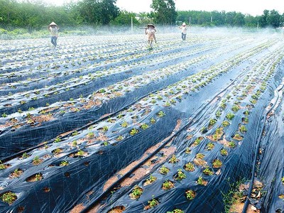 Quảng Bình xây dựng “bệ đỡ” nông nghiệp công nghệ cao 