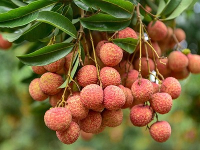 Vải Việt Nam chịu sự cạnh tranh của vải Trung Quốc và vải Úc khi xuất khẩu sang Úc