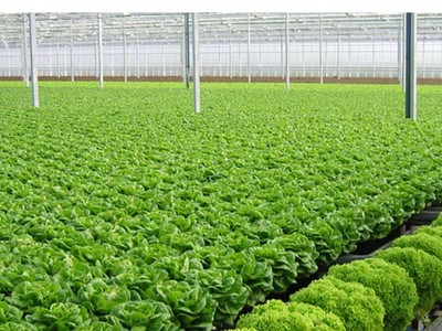 Hà Nội: Thực hiện dự án tăng cường chuỗi giá trị cây trồng an toàn tại các tỉnh phía Bắc Việt Nam