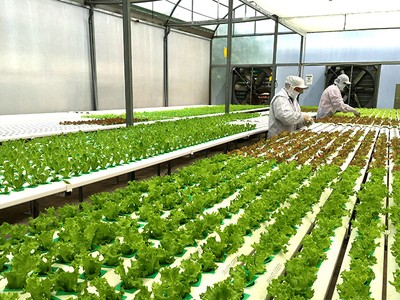 Triển khai các hoạt động chuyển đổi số trong xây dựng nông thôn mới, hướng tới nông thôn mới thông minh giai đoạn 2021-2025 còn chậm.