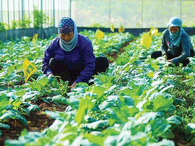 Mô hình trồng rau hữu cơ đem lại hiệu quả kinh tế cao, góp phần xây dựng nông thôn mới