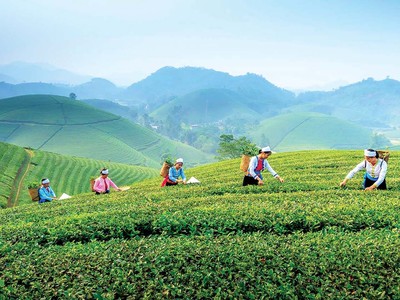 Du khách rất thích thú với trải nghiệm hái chè