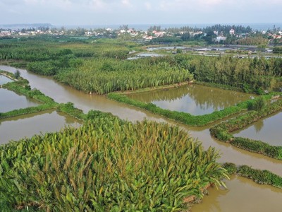 Rừng dừa xã Tịnh Khê.