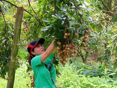 Tỉnh Hưng Yên đã hình thành các vùng sản xuất chuyên canh theo tiêu chuẩn GAP, hữu cơ, nâng cao giá trị nông sản