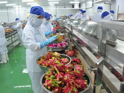 Thanh Long Việt Nam xuất khẩu sang Anh có thể bị đưa vào tầm ngắm kiểm dịch chặt chẽ hơn. 