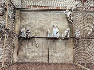 Khỉ đuôi dài xuất khẩu tại trại nuôi của Công ty Phúc Lộc Phát