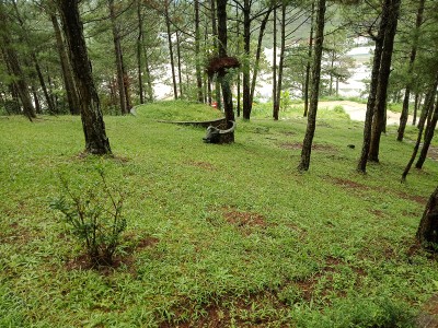 Dừng hoạt động dự án nuôi cá nước lạnh và quản lý bảo vệ rừng của Công ty Phương Minh 