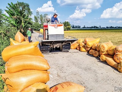 Giá gạo Việt Nam tăng nhẹ trở lại sau khi Philippines công bố chính sách mới