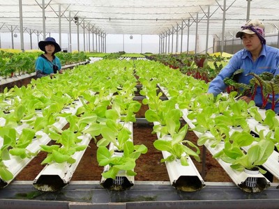 Trong 9 tháng 2023, khu vực nông nghiệp, lâm nghiệp và thuỷ sản ghi nhận 1.242 doanh nghiệp thành lập mới, giảm 19,5% so với cùng kỳ năm 2022.