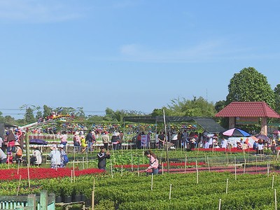 Đông đảo du khách trong và ngoài nước tham quan, trải nghiệm Làng hoa Sa Đéc của anh em Hội quán "Cùng nhau làm du lịch" tại Thành phố Sa Đéc, tỉnh Đồng Tháp