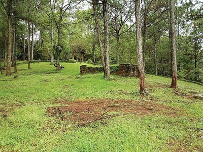 Nhiều doanh nghiệp đầu tư vào đất rừng ở Lâm Đồng sẽ bị thu hồi lại đất rừng phòng hộ