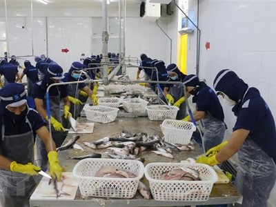Chế biến cá tra xuất khẩu tại Công ty cổ phần Xuất nhập khẩu thủy sản Cửu Long An Giang. (Ảnh: Công Mạo/TTXVN)