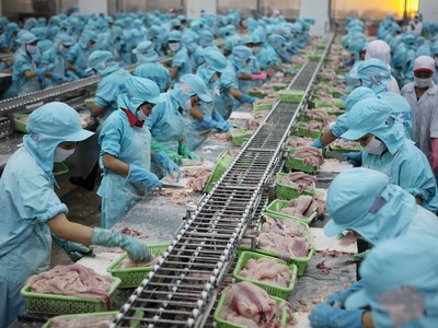 Biên lợi nhuận gộp quý III/2023 của các doanh nghiệp xuất khẩu cá tra ở mức thấp nhất trong nhiều năm qua