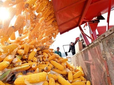 Thị trường hàng hóa tuần qua (24/2 - 2/3/2025): Biến động mạnh mẽ trên nhiều mặt hàng 