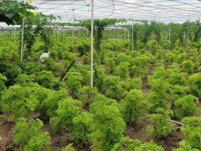 Ninh Thuận tìm nhà đầu tư cho dự án trồng cây dược liệu rộng gần 30 ha 