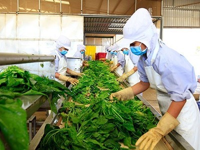 Nông sản Việt Nam xuất khẩu sang EU thực hiện nghiêm các tiêu chuẩn vệ sinh an toàn thực phẩm. 