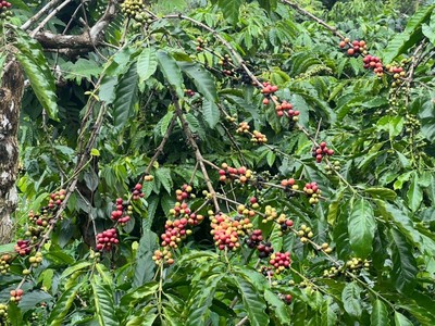 Vườn cà phê đang chuẩn bị vào mùa thu hoạch tại huyện Đắk Mil, tỉnh Đắk Nông. Ảnh: Nhung Bùi.