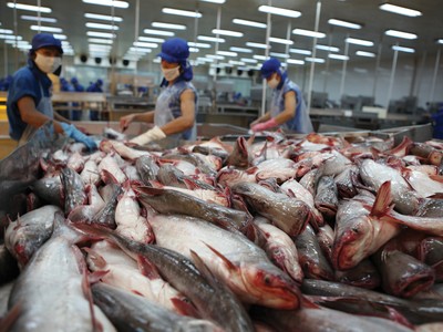 Doanh thu và lợi nhuận của các doanh nghiệp cá tra sụt giảm mạnh trong 10 tháng qua