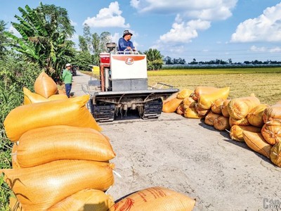 Thứ trưởng Bộ Nội vụ đã thành lập Hiệp hội Ngành hàng lúa gạo Việt Nam.