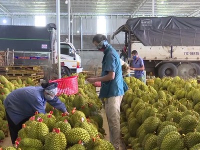 Mặt hàng sầu riêng đóng góp trên 2 tỷ USD trong tổng doanh thu xuất khẩu gần 5,2 tỷ USD toàn ngành rau quả.