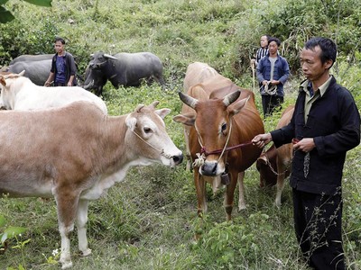 Gia đình anh Hầu Sáo Vừ, dân tộc Mông ở xã Bát Đại Sơn, huyện Quản Bạ, tỉnh Hà Giang vay 50 triệu đồng nuôi bò sinh sản
