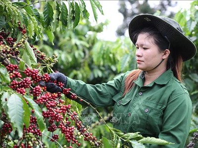 Công nhân Công ty TNHH sản xuất và thương mại Vương Thành Công (Đắk Lắk) thu hoạch cà phê. Ảnh: Tuấn Anh/TTXVN