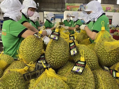 Kim ngạch xuất khẩu sầu riêng của Việt Nam sang Trung Quốc đạt gần 2 tỷ USD.